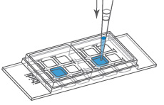 (ibidi)μ-Slide 2孔共培養(yǎng)-81806 81801